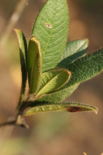 Image of Rhododendron championiae by no rights reserved