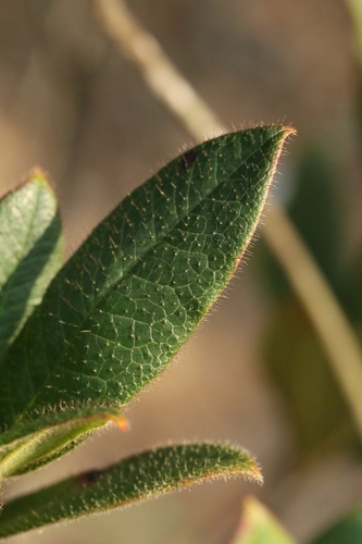 Image of Rhododendron championiae by no rights reserved