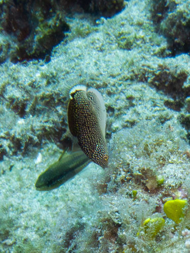 Anampses chrysocephalus, 2025-03-29