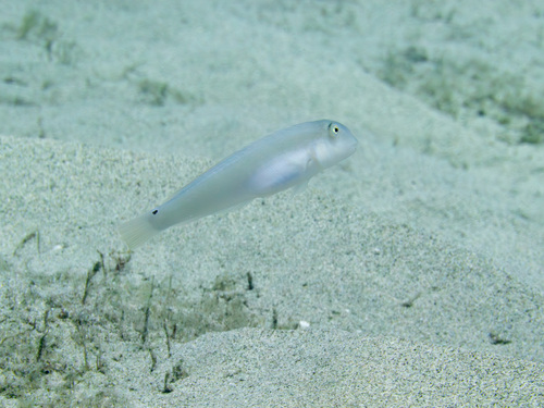 Cymolutes lecluse observed 2025-03-29