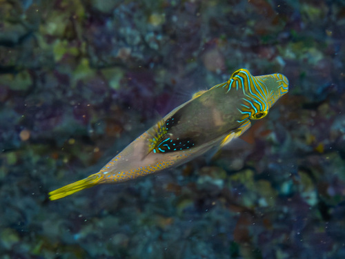 Canthigaster epilampra observed 2025-03-29
