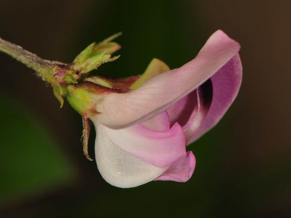 Phaseolinae