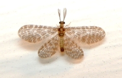 Nallachius americanus