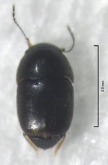 Acrotrichis inconspicua