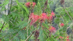 Calliandra houstoniana calothyrsus