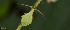 Homoeocerus dilatatus