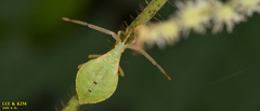 Homoeocerus dilatatus
