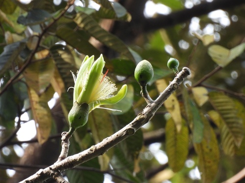 Image of Ngiu Paa (Bombax anceps) by (c) Adam Kamal, some rights reserved (CC BY)