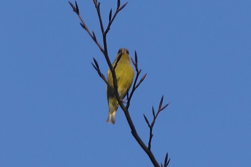 Verderón común (Chloris chloris)