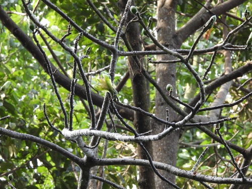 Image of Ngiu paa by (c) Adam Kamal, some rights reserved (CC BY)