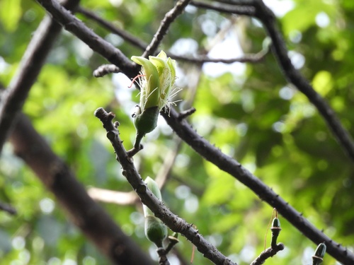 Image of Ngiu Paa (Bombax anceps) by (c) Adam Kamal, some rights reserved (CC BY)