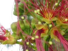 Calliandra houstoniana calothyrsus