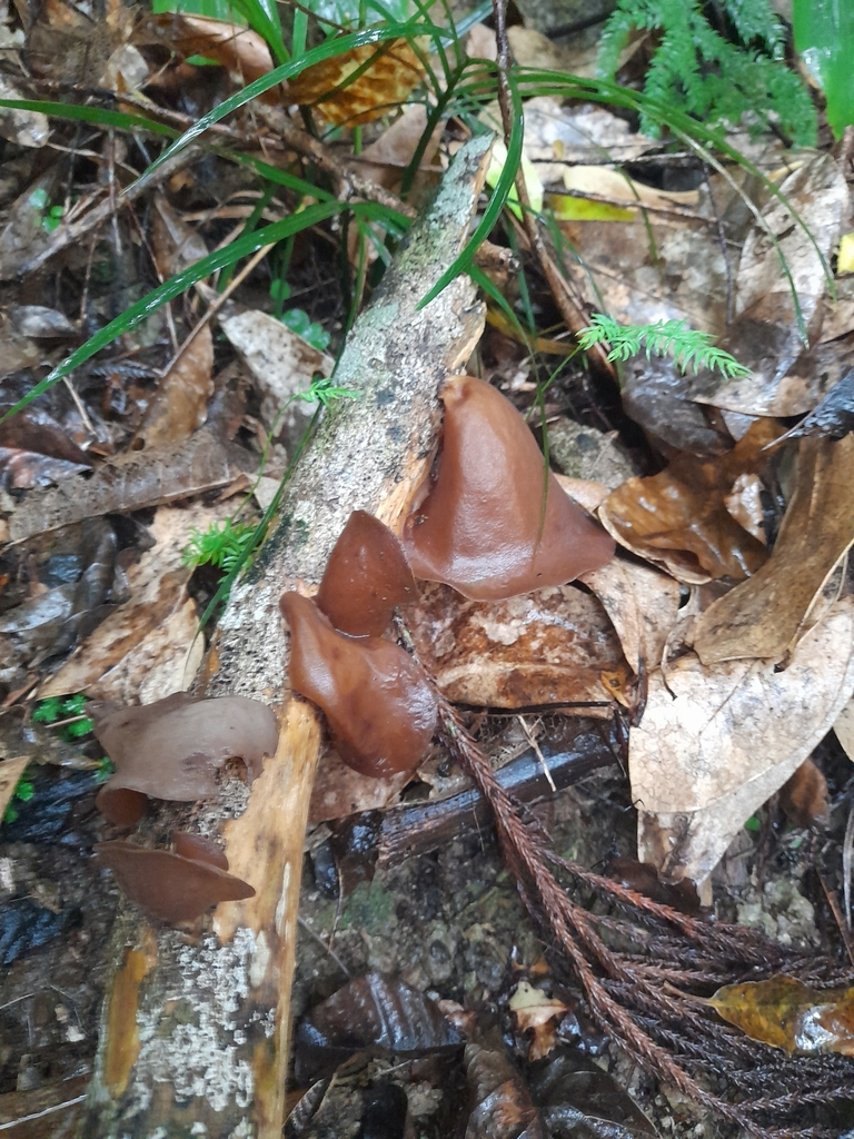 Auricularia cornea · April 2025 · photo: © mphnz (iNaturalist, cc0)