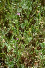 Epilobium torreyi