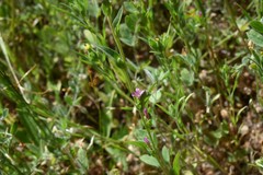 Epilobium torreyi