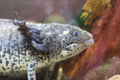 Ambystoma mexicanum