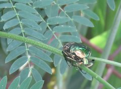 Protaetia orientalis