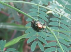 Protaetia orientalis