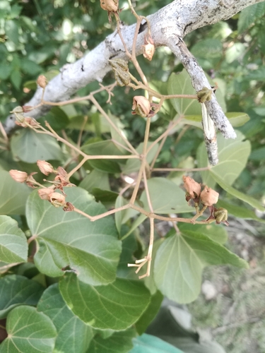 Helmiopsis