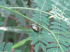 Protaetia orientalis