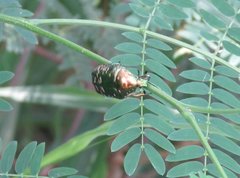 Protaetia orientalis