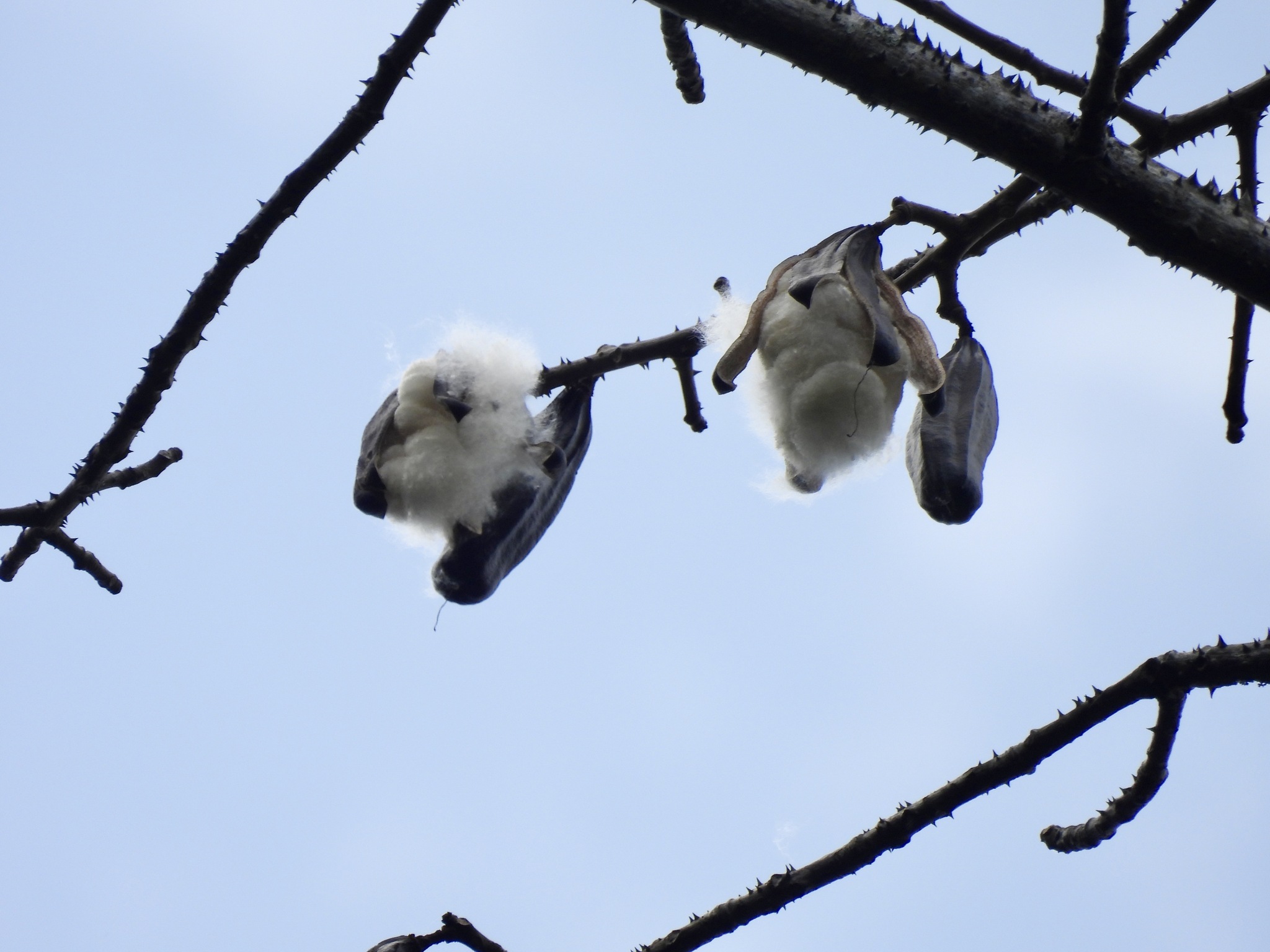Ngiu Paa (Bombax anceps)
