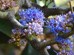 Memecylon umbellatum