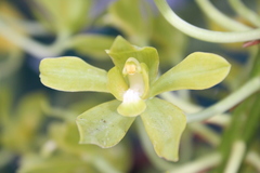 Grammatophyllum scriptum