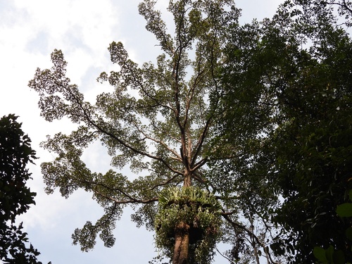 Terminalia subspathulata (Terminalia subspathulata)