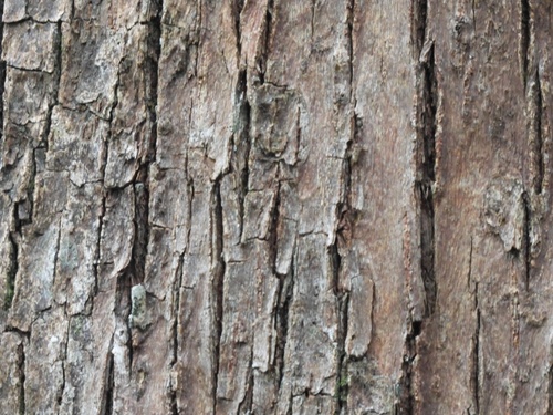 Image of Terminalia subspathulata by (c) Adam Kamal, some rights reserved (CC BY)