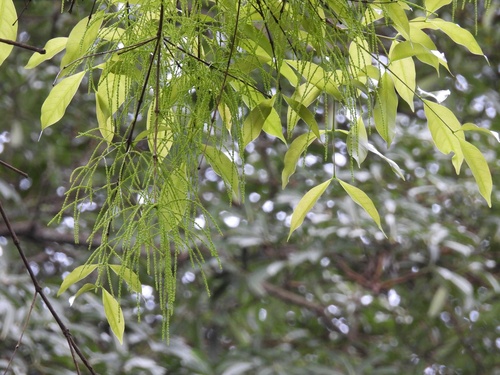 Panicled Crypteronia (Crypteronia paniculata)