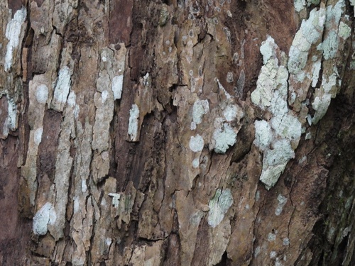 Image of Crypteronia paniculata by (c) Adam Kamal, some rights reserved (CC BY)