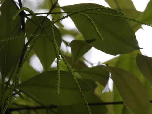 Image of Crypteronia paniculata by (c) Adam Kamal, some rights reserved (CC BY)