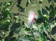 Sonneratia caseolaris