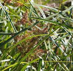 Cyperus lucidus