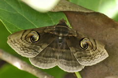 Spirama