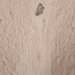 Isturgia disputaria