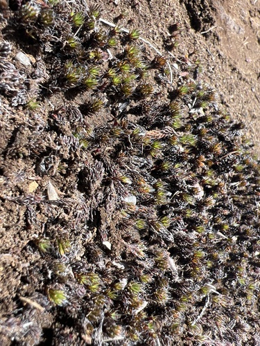 Polytrichum piliferum observed 2025-04-02