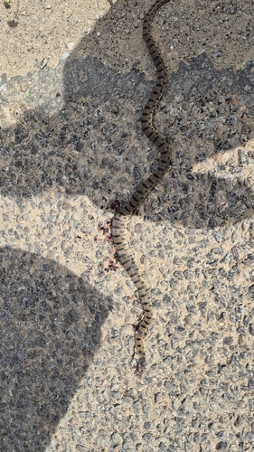 Algerian Whip Snake