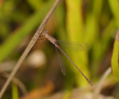 Lestes concinnus