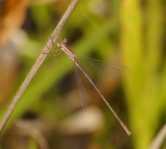 Lestes concinnus