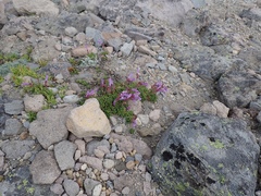 Penstemon davidsonii