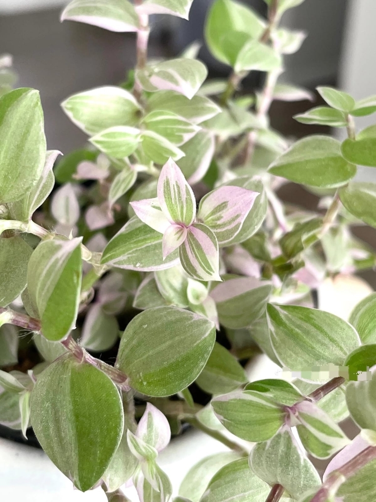 Tradescantia Nanouk with pink, cream and green striped leaves