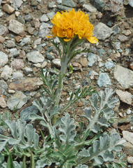 Jacobaea incana