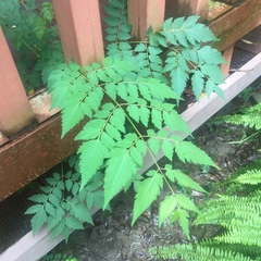 Koelreuteria elegans