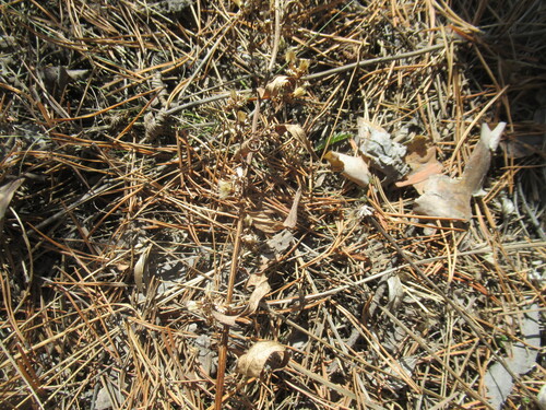 Image of Solidago dahurica by no rights reserved