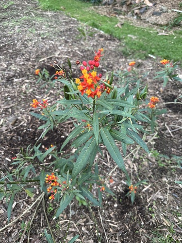 Asclepias curassavica observed 2025-02-20