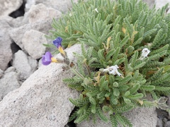Polemonium elegans