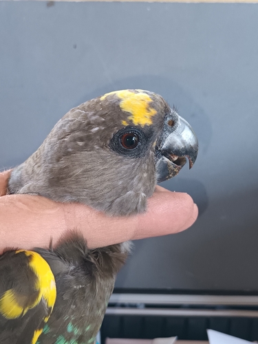 Meyer's Parrot