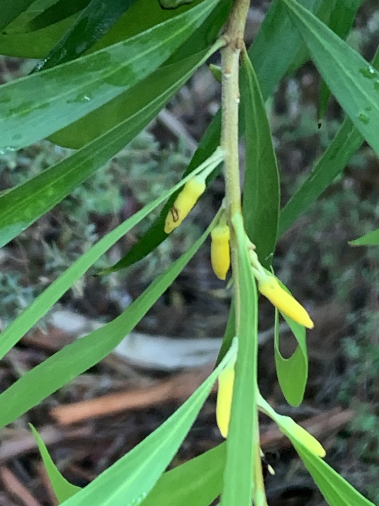 Persoonia katerae